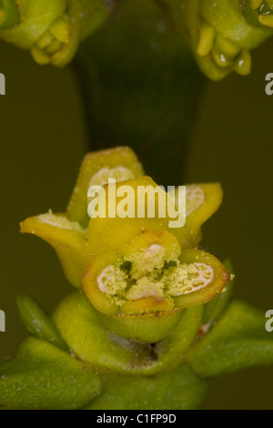 Le gui (Viscum album ) en fleurs à la fin de l'hiver : Les fleurs mâles avec du pollen. Le Dorset. Banque D'Images
