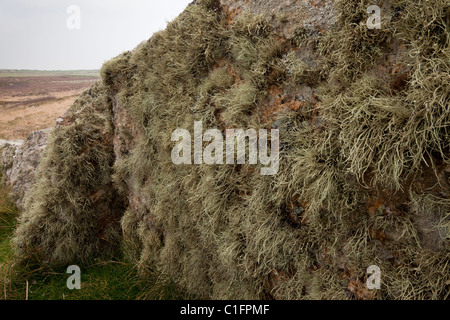 Lichens - antique pierre de granit couverts 'clôture' près de Land's End, West Penwith, Cornwall. Banque D'Images