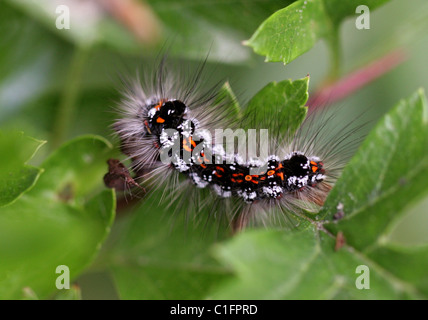 La larve de papillon jaune-queue, Euproctis similis (Syn. Sphrageidus similis), Lymantriidae, Noctuoidea, lépidoptères. Banque D'Images