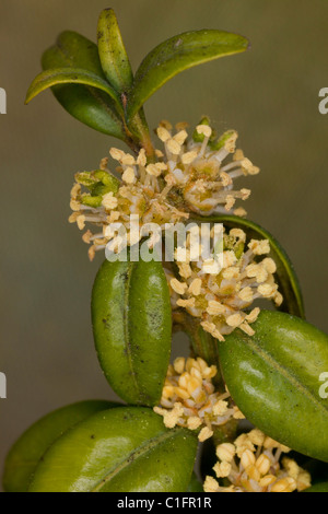 Fort ( Buxus sempervirens) en fleur au printemps. Rare au Royaume-Uni. Banque D'Images