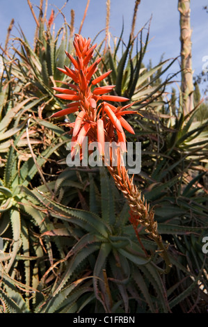 L'Aloe avec des fleurs orange dans un jardin botanique au Mexique Banque D'Images