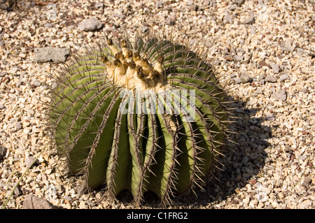 Canon géant à quille (Cactus platyacanthus) Banque D'Images