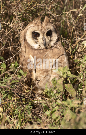 Stock photo d'un Africain marsh owl dans la savane. Banque D'Images