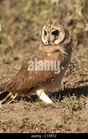 Stock photo d'un Africain marsh owl dans la savane. Banque D'Images