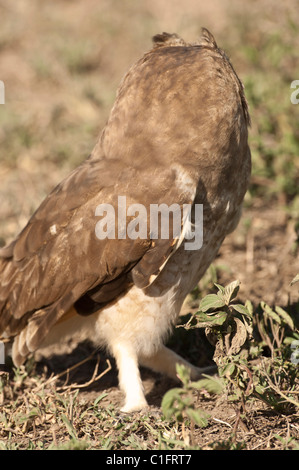 Stock photo d'un Africain marsh owl dans la savane. Banque D'Images