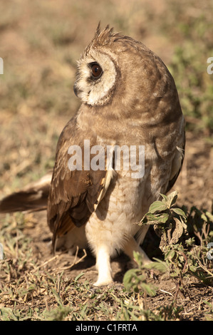 Stock photo d'un Africain marsh owl dans la savane. Banque D'Images