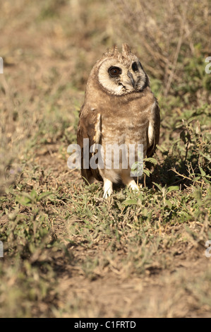 Stock photo d'un Africain marsh owl dans la savane. Banque D'Images