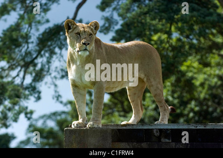 Lionne en regardant les visiteurs à Longleat Safari Park près de Warminster, Wiltshire, Royaume-Uni. Banque D'Images