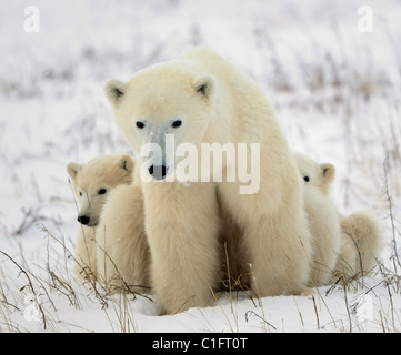 Elle Polar-ours avec ses petits. Banque D'Images