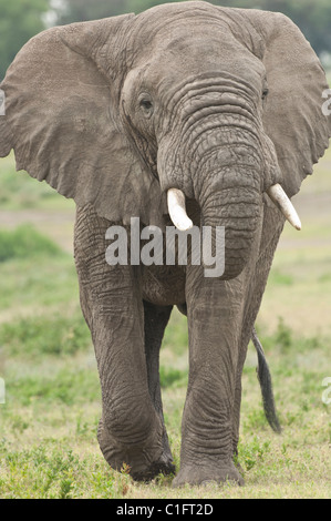 Stock photo d'un éléphant d'Afrique plus près à pied. Banque D'Images