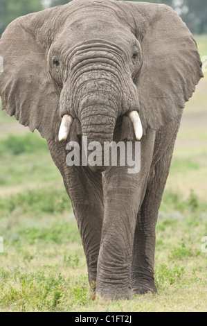 Stock photo d'un éléphant d'Afrique plus près à pied. Banque D'Images