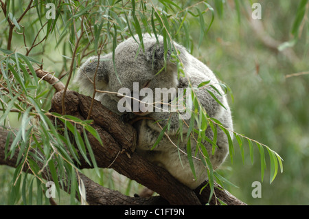 Koala (Phascolarctos cinereus) dormir dans un eucalyptus, l'ouest de l'Australie. Banque D'Images