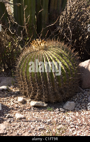 Canon géant à quille (Cactus platyacanthus) Banque D'Images