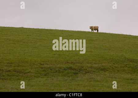 Une vache solitaire en haut de colline herbeuse - California USA Banque D'Images