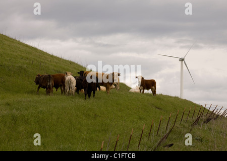 Vaches qui paissent sur le côté de la pente herbeuse avec une éolienne à l'arrière-plan - California USA Banque D'Images