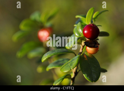 Airelle rouge airelle et(Vaccinium vitis idaea.) Banque D'Images