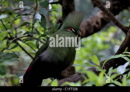 Touraco de Knysna vert dans l'arbre Banque D'Images