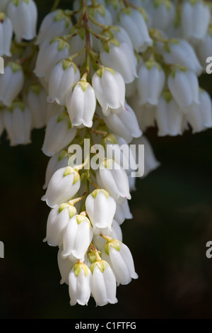 Pieris japonica, petite cloche fleurs macro close-up blanc sur fond sombre Banque D'Images