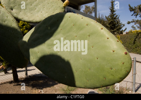 L'Opuntia ficus-indica (fig indien ou barbarie opuntia fig) à l'UNAM's Botanical garden Banque D'Images