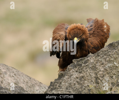 Golden Eagle, au milieu de quelques roches exhibant son angriness fier ou par la pose de la couronne de plumes Banque D'Images