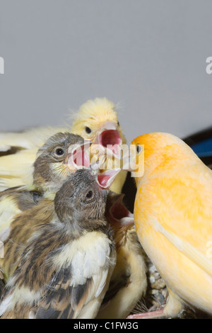 Canaries (Serinus canaria domestica). Alimentation parents 15 jours les jeunes. Banque D'Images