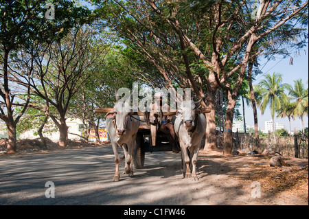Indian bullock panier et conducteur qui roule le long d'une route bordée d'arbres. L'Andhra Pradesh, Inde Banque D'Images