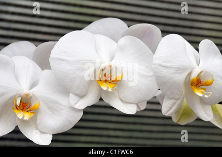 Orchidées blanches Banque D'Images