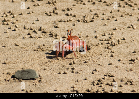 Un crabe violoniste rouge par son terrier sur Playa Guiones, une plage de surf populaire par la zone verte village de Nosara, Costa Rica Banque D'Images