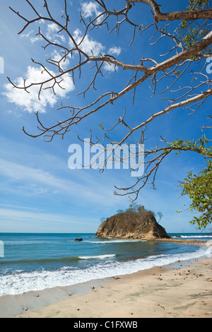 Island & Ceibo Barrigón 'Big ventre Ceiba' arbre à Playa Pelada, la