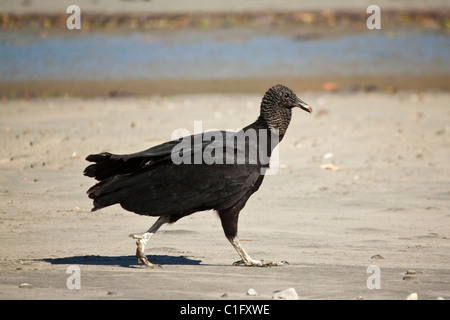 Vulture noire d'Amérique du Sud (Coragyps atratus brasiliensis) un Trésor commun d'Amérique centrale, l'embouchure de la rivière Nosara. Nosara, Guanacaste, Costa Rica Banque D'Images