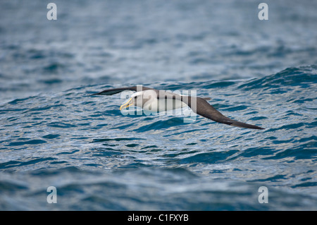 Albatros de Buller (Thalassarche bulleri) Kaikoura, Nouvelle-Zélande Banque D'Images