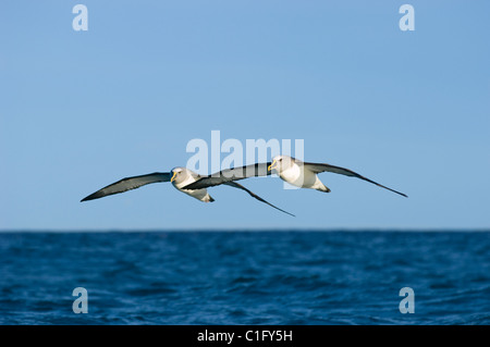 Albatros de Buller (Thalassarche bulleri) Kaikoura, Nouvelle-Zélande Banque D'Images