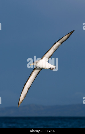 Albatros de Buller (Thalassarche bulleri) Kaikoura, Nouvelle-Zélande Banque D'Images