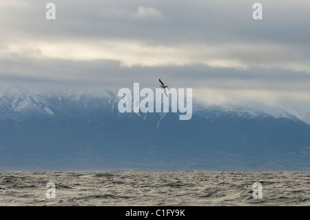 Albatros de Buller (Thalassarche bulleri) Kaikoura, Nouvelle-Zélande Banque D'Images