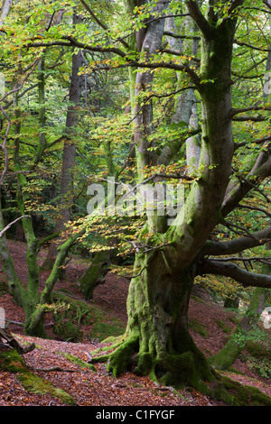 Hêtre antique dans les forêts près de Callander, Loch Lomond et les Trossachs National Park, Stirling, Ecosse. Banque D'Images