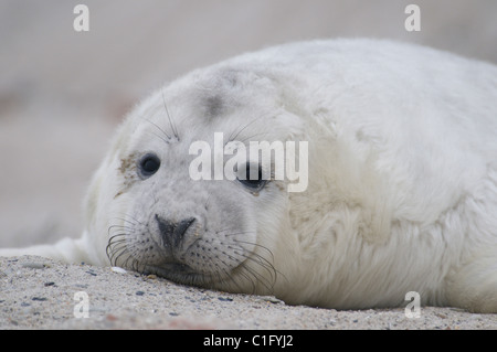 Phoque gris (Halichoerus grypus) Banque D'Images