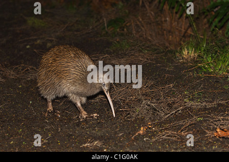 Île du Sud brown kiwi (Apteryx australis), l'île Stewart, en Nouvelle-Zélande. Banque D'Images