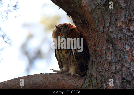 Jeune femme eagle owl Banque D'Images