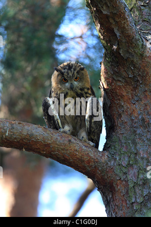 Jeune femme eagle owl Banque D'Images