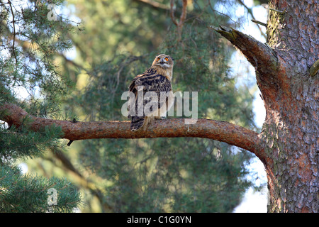Jeune femme eagle owl Banque D'Images