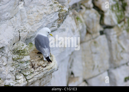 Mouette tridactyle (Rissa tridactyla) perché sur la falaise rocheuse, l'été, falaises de Bempton et Flamborough, East Yorkshire Coast, UK Banque D'Images