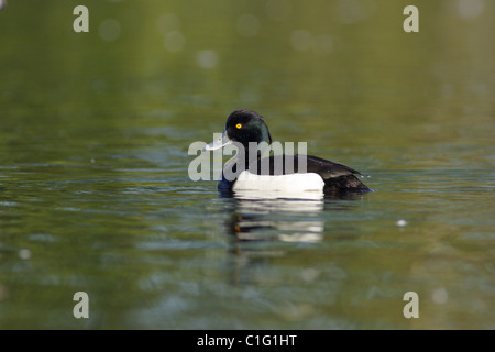 Male Fuligule morillon (Aythya fuligula) sur le lac, Yorkshire, UK Banque D'Images