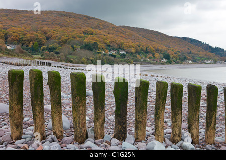 Bois épis sur Porlock Beach, à l'égard digne bois au-dessus de Porlock Weir, Parc National d'Exmoor, Somerset, Angleterre. Banque D'Images