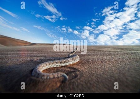 L'additionneur Sidewinder (Bitis peringueyi) est une espèce de vipère venimeuse dans le désert du Namib Banque D'Images