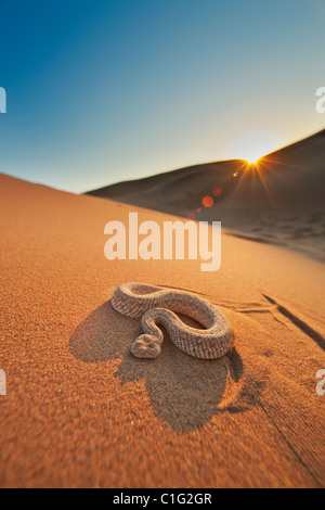 L'additionneur Sidewinder (Bitis peringueyi) est une espèce de vipère venimeuse dans le désert du Namib Banque D'Images