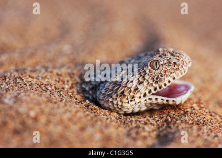 L'additionneur Sidewinder (Bitis peringueyi) est une espèce de vipère venimeuse dans le désert du Namib Banque D'Images
