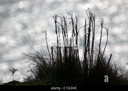 Les plantes se découpant sur le haut d'une falaise dans le Dorset, UK, avec le soleil, la mer en arrière-plan. Les faits saillants montrent une bonne 'bokeh'. Banque D'Images