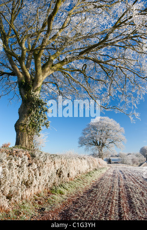 Hoar hêtres givrés dans un champ haie, Bow, Devon, Angleterre. Hiver (décembre) 2010. Banque D'Images