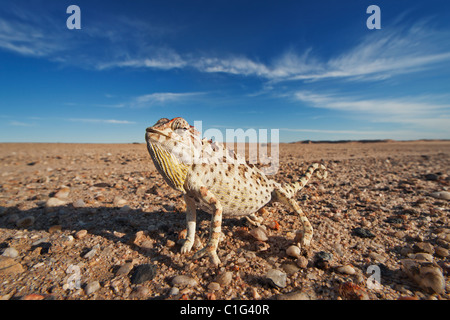 Caméléon Namaqua (Chamaeleo namaquensis) dont l'habitat se composent de zones de sable du désert du Namib Banque D'Images