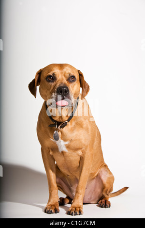 Portrait of dog de pit-bull et le Boxer blanc. Banque D'Images